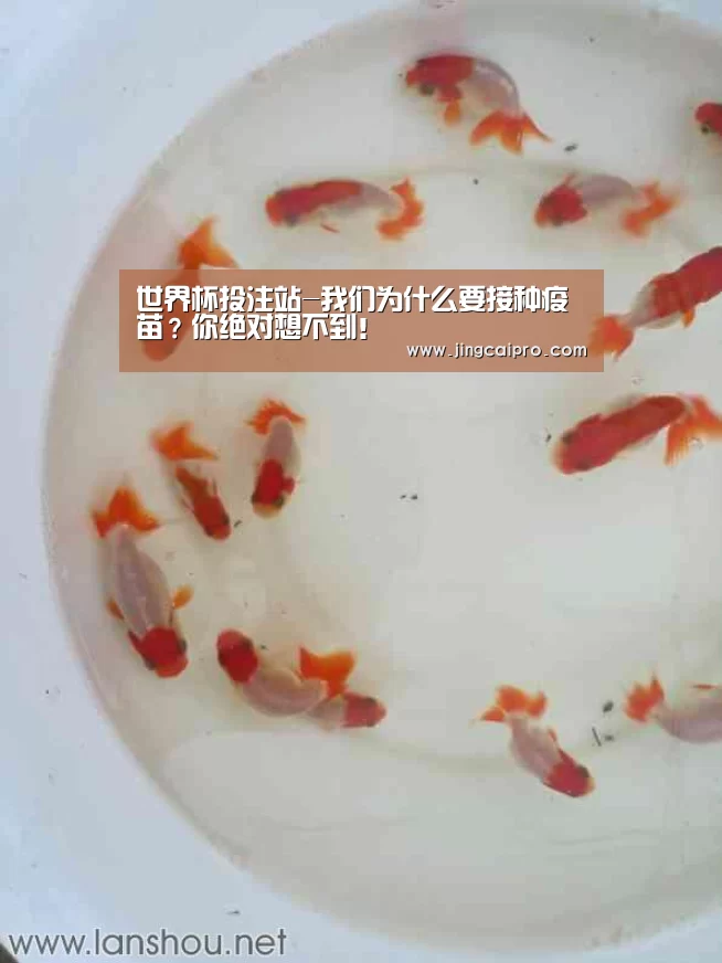 世界杯下注官网